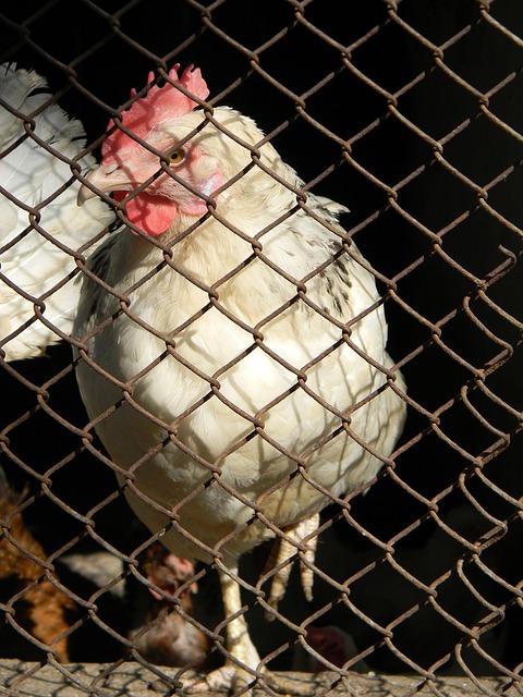 穿衣服的女 穿衣服的女